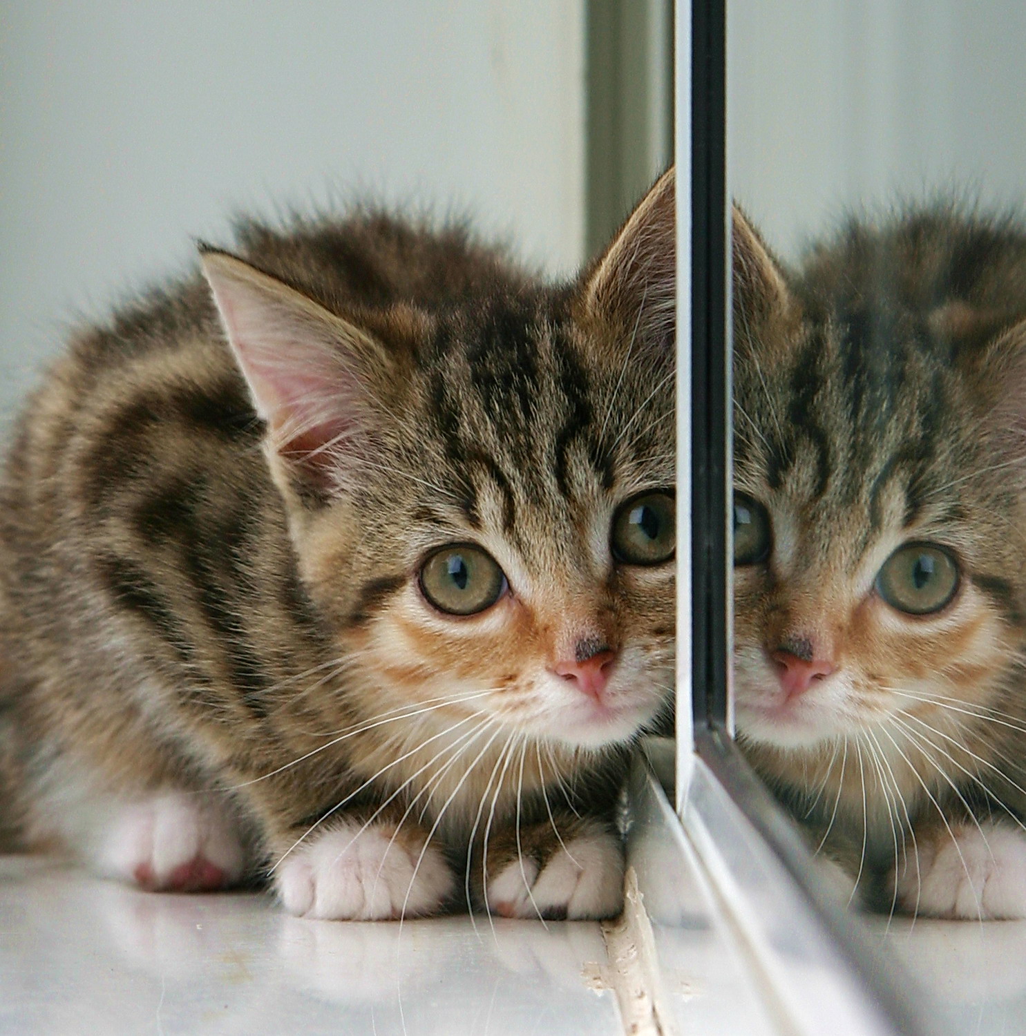 Kitten_and_partial_reflection_in_mirror