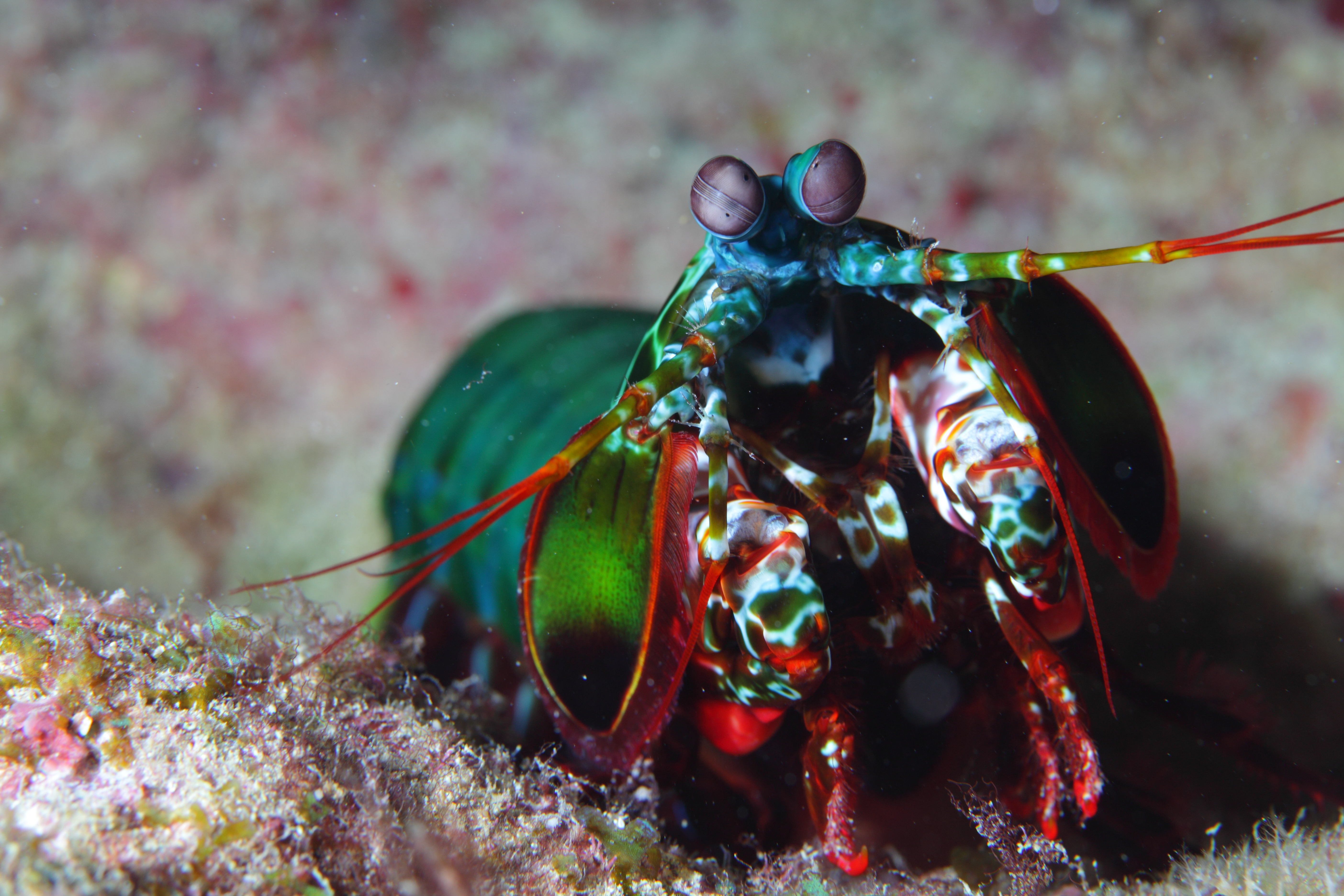  Mantis shrimp -- photo by Klaus Stiefel 