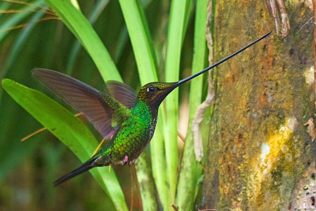 Sword-billed_Hummingbird